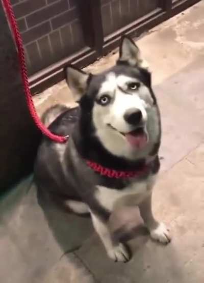 Good boy!