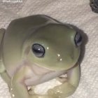 she said ÃAAAAAAAAAAAA
