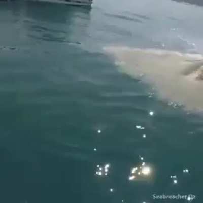 Seabreacher - The Jet Powered Dolphin