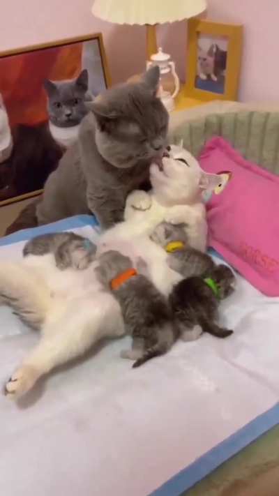 freaky ass cats....