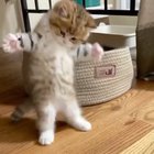 Illegally smol cat being afraid of mouse toy