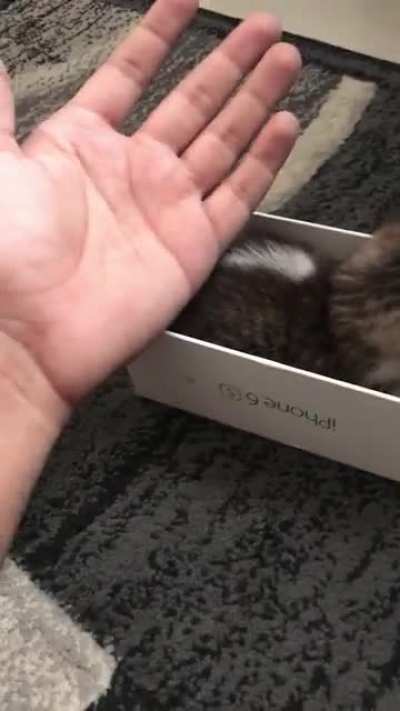 Tiny rescue kitten!