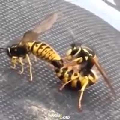 wasps fuckin