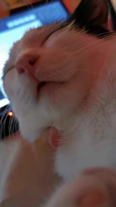 My cat likes to zone out when I am holding her head in my palm. She fell asleep on my chest while I was writing my term paper and I had to take a break to support her coconut head properly as she was about to slide down on my lap. The break was extended t