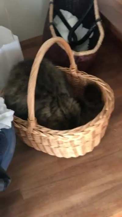 Ummm cats are wierd