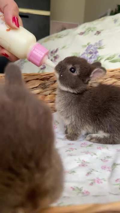 at my friends place and shes hand raising two netherland dwarf baby girls 🥰❤️