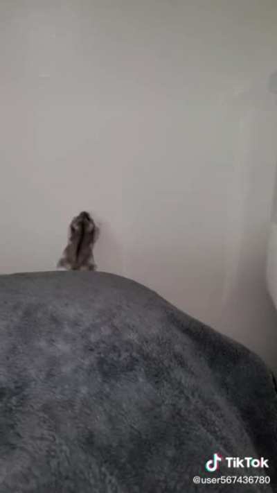 To fly
