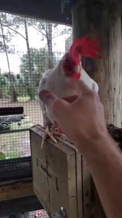 What the wunk‽‽‽