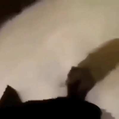 Poor Dog