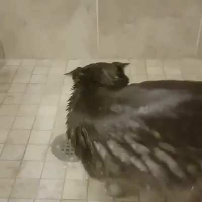Loving showers