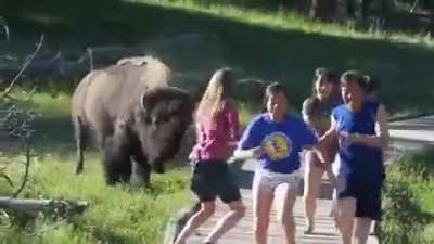 Knowing the bison was pissed and was going to charge, and still stayed in its personal space until it actually charged.