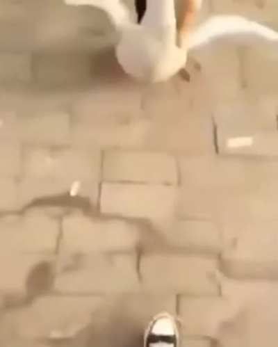 Душит гуся