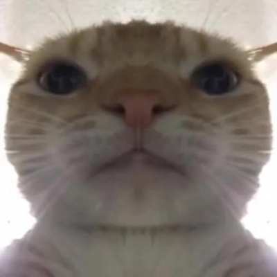Nome antes da parte do gato