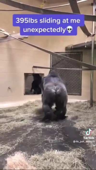 Gorilla speed slide