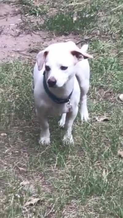 Don’t trust ghost dog