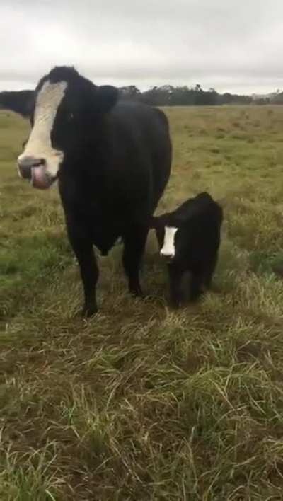 Proud mom shows her baby to its owner