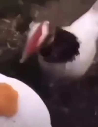 Cannibalism