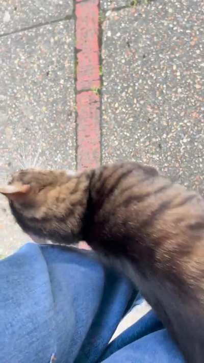 very feisty stray kitty (she gets fed by neighbours frequently)