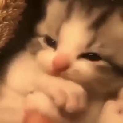 Lickle kitten twying to chew his lickle pawses