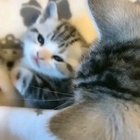 Cute kitty paws!!