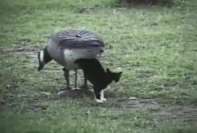 Miracle of Birth