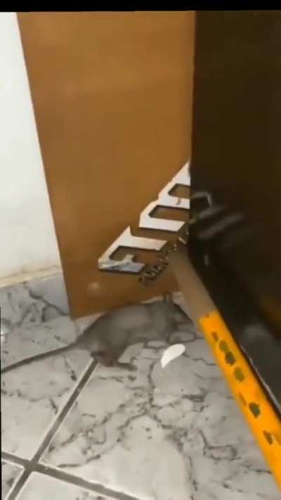 O rato tá vivo