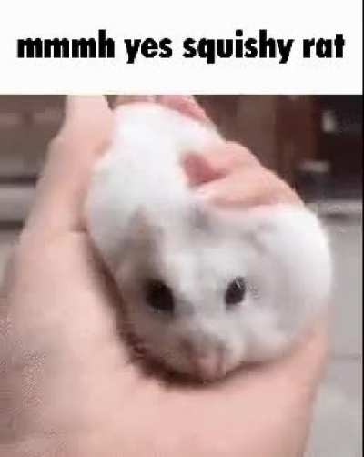soft rat