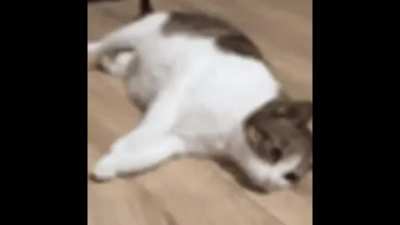 me🐈irl