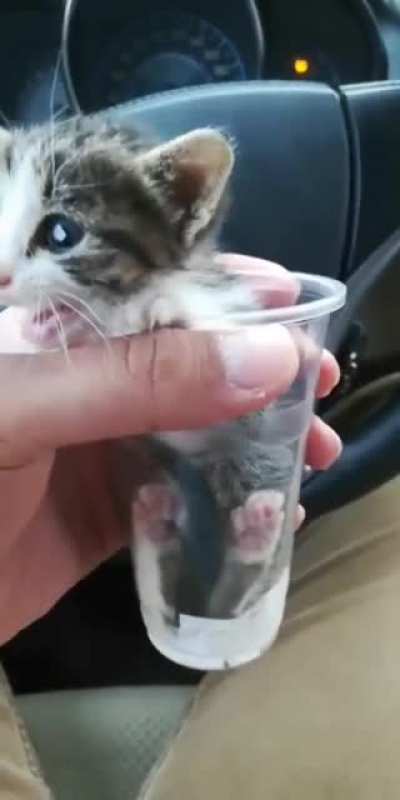 Little cute meow 😻😻. DM for credits