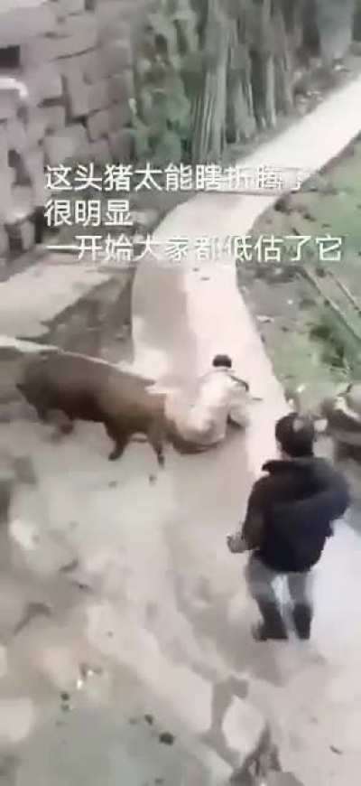 这头猪太能瞎折腾了！ 一开始都太低估它了！
