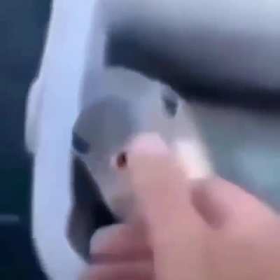 Peixe