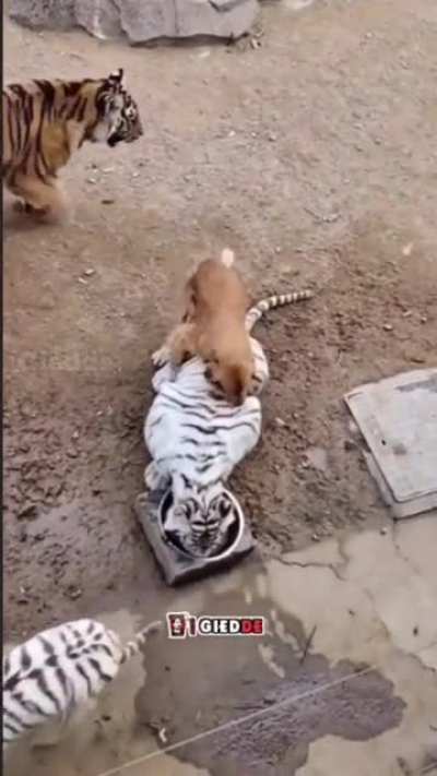 You can achieve ANYTHING .You have the TIGER in you.