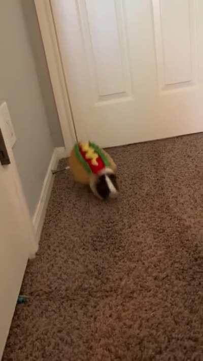 That one time I decided to buy Bentley a costume and he hated it