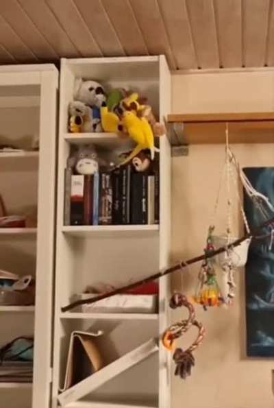 Dramatic Bird