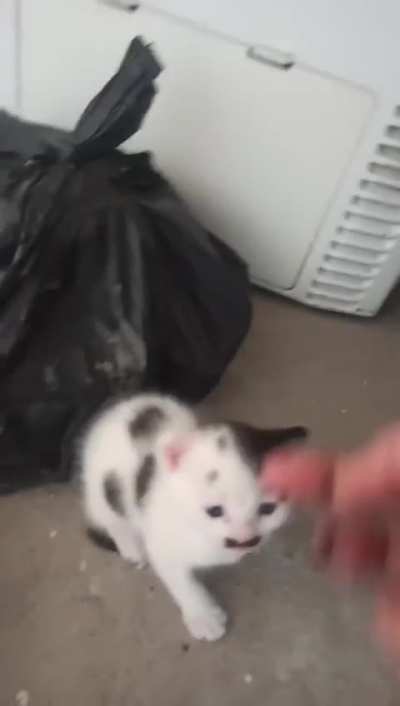 Just a small 1-to-1 kitler, even has the same hair 🥹