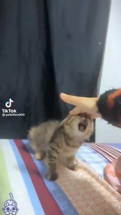 from @petkitten000 on tiktok