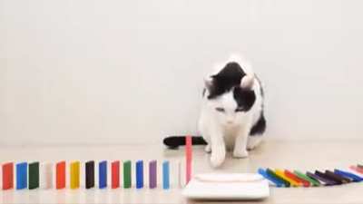 Well, shit... cats and dominos...