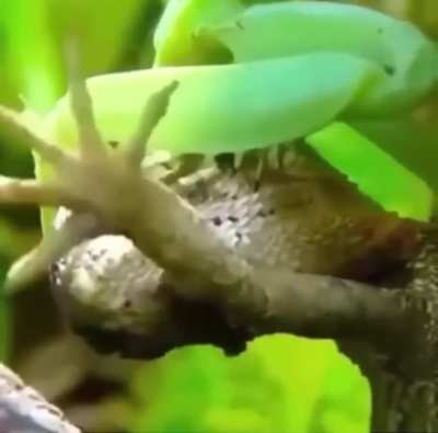 When the prey becomes the hunter