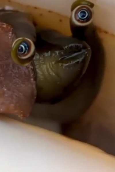 The snail is looking into your soul
