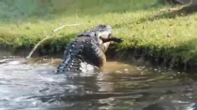 A massive alligator snacking on a smaller one