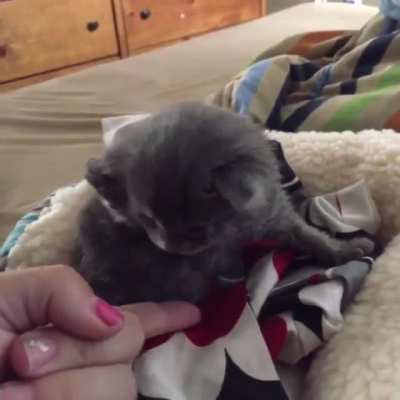 Practicing that kitty high-five