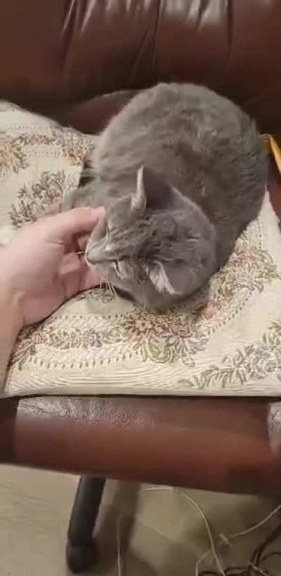 I was trying to show my friend how friendly and predictable cats can be :')