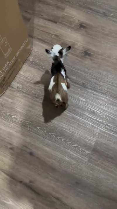 Baby goat skipping out of joy