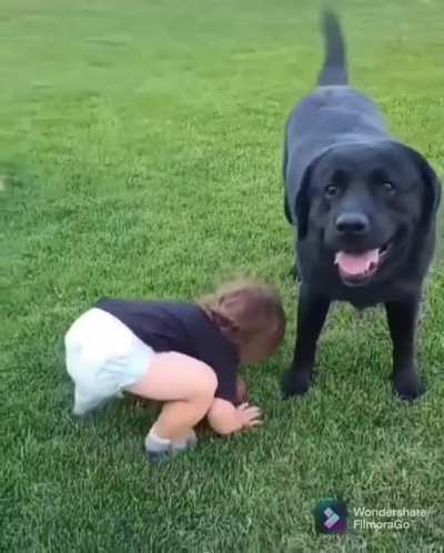 Playing fetch