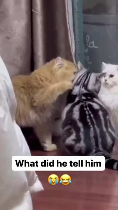 What did he tell him?