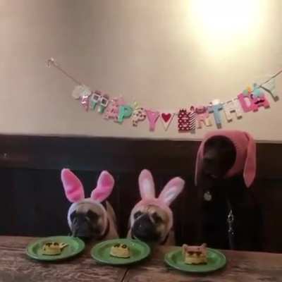 Doggo had a plan