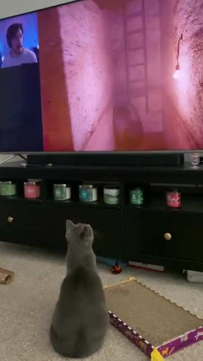 Cat loves Markiplier