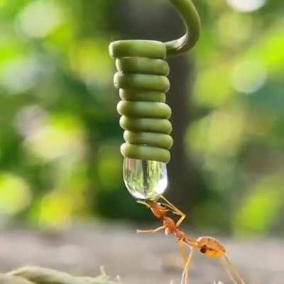 Thirsty ant drinking its fill from a drop of water