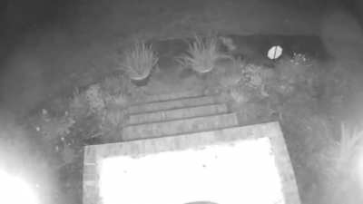 wildlife always uses my front doorstep. rabbits, foxes, squirrels, cats. I don't get it