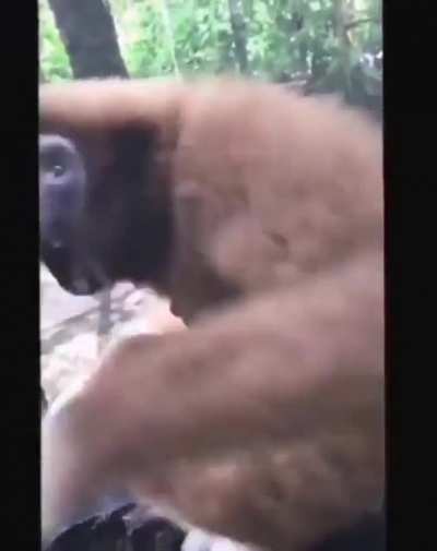 Monke Scream